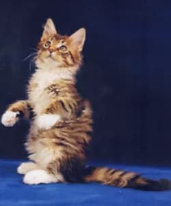 StandupKitten